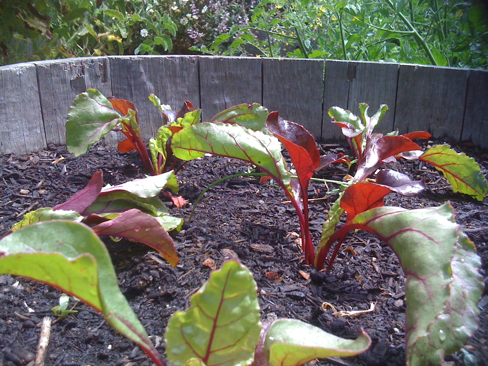 “Every school shall have a garden, a farmers market and a grocery store”